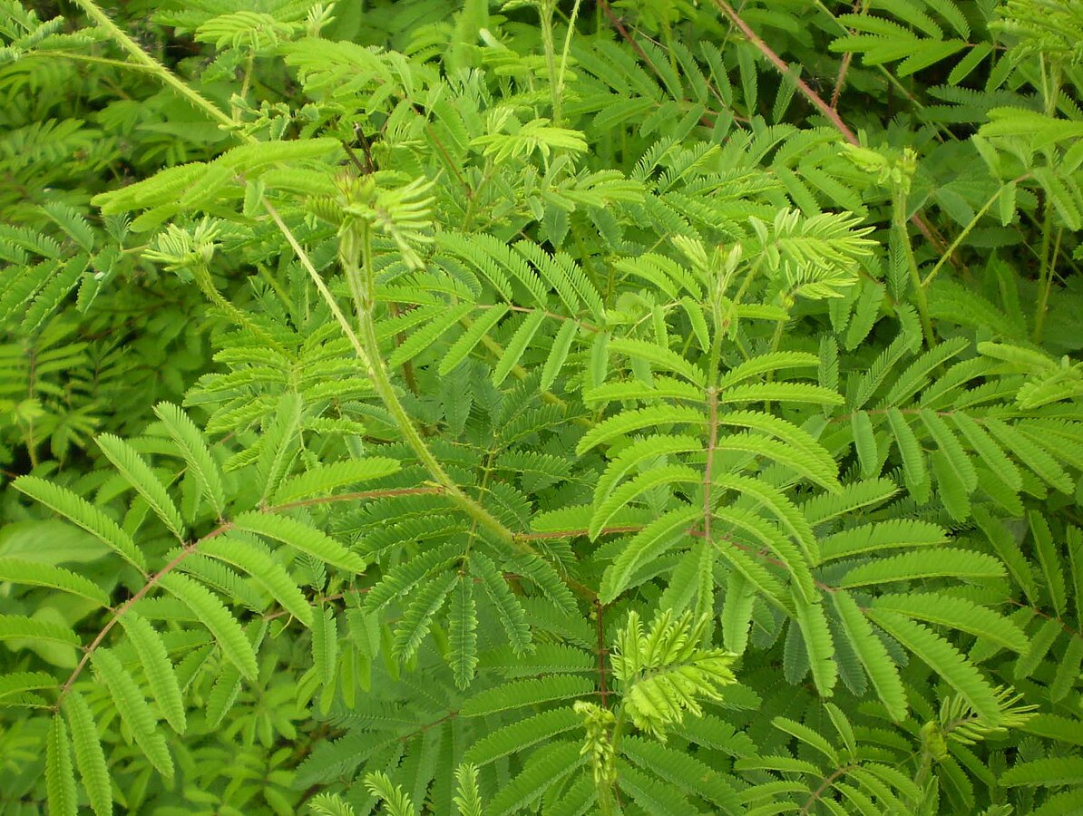 Filing tree. Cây thuốc trị ho.