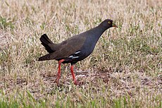 Tribonyx ventralis South Australia 1.jpg