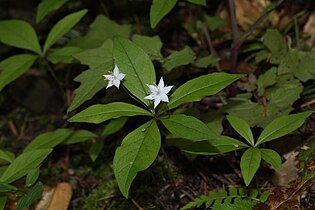 Trientalis borealis