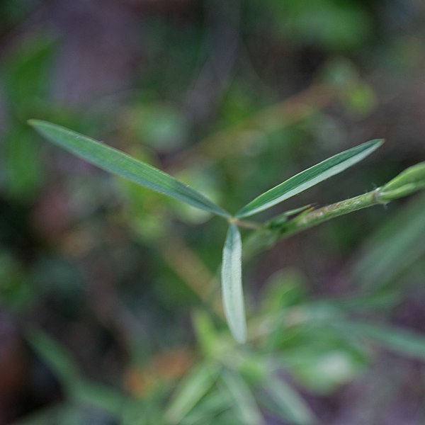 File:Trifolium angustifolium-Trèfle à feuilles étroites-20160617.jpg