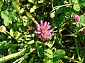 Trifolium pratense Trevo rubio