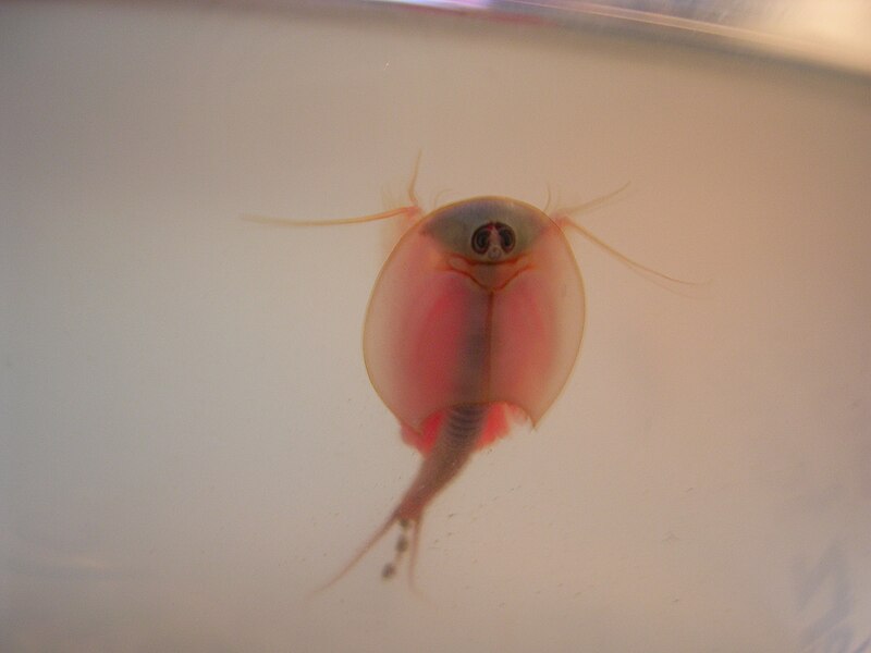 File:Triops na ściance akwarium.jpg