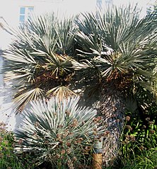 Trithrinax campestris ou Caranday, fréquent dans la pampa de Pocho, à l'ouest de la province