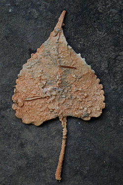 Tufa Encrusted Leaf