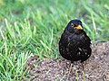 Amsel