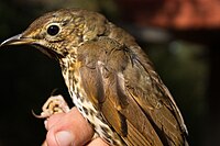 Turdus philomelos