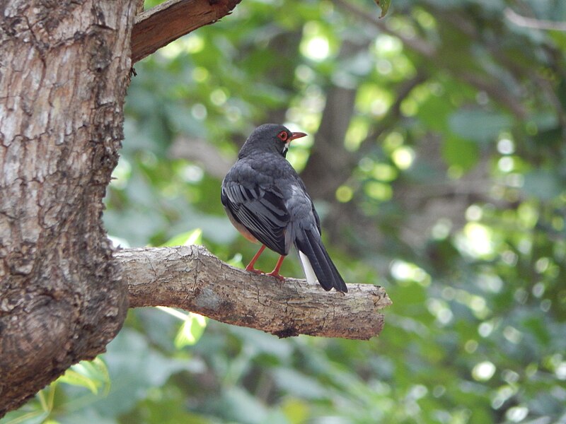 File:Turdus plumbeus, CUB.jpg