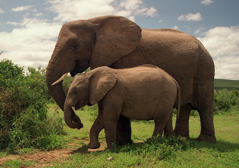 tone vokse op stak Elefanter – Wikipedia