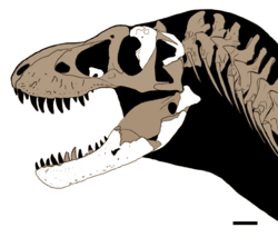 Tyrannosaurus: Om Tyrannosaurus, Taxonomi, Fossila fynd