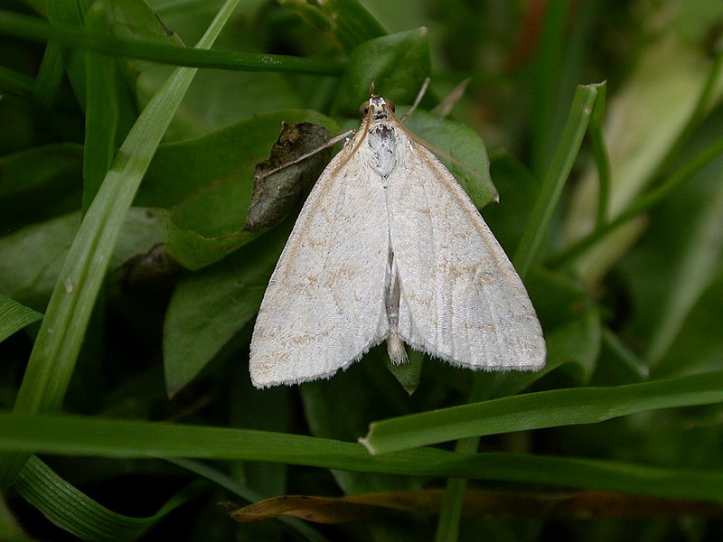 File:Udea lutealis (2945712794).jpg