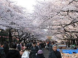 Obiskovalci uživajo v češnjevih cvetovih