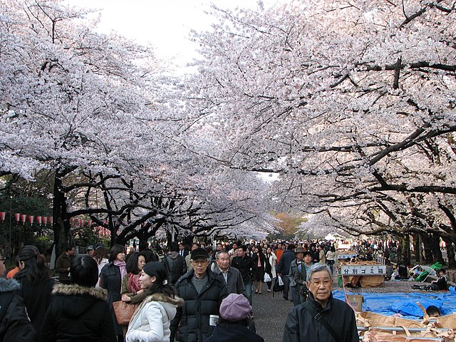 Visitors enjoying the cherry blossoms