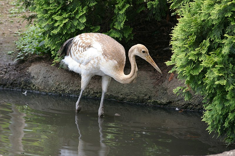 File:Ueno zoo, Tokyo, Japan (2684638318).jpg