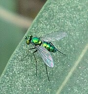 Unidentified Dolichopodidae