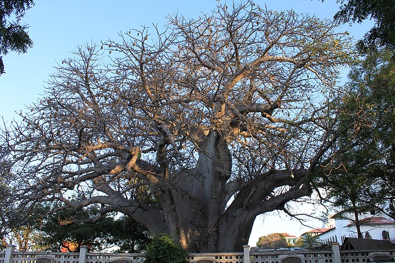 File:Upanga, Dar es Salaam, Tanzania - panoramio.jpg