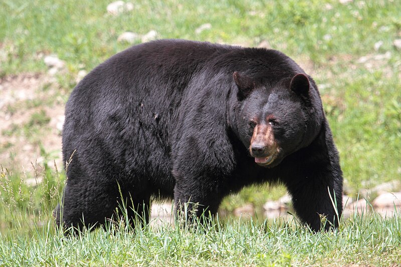 File:Ursus americanus PO 03.jpg