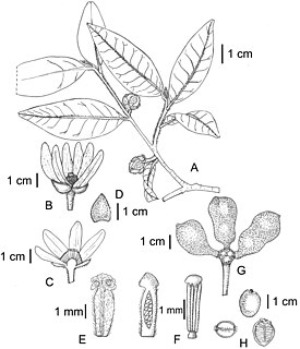 <i>Uvariastrum hexaloboides</i> Species of flowering plant