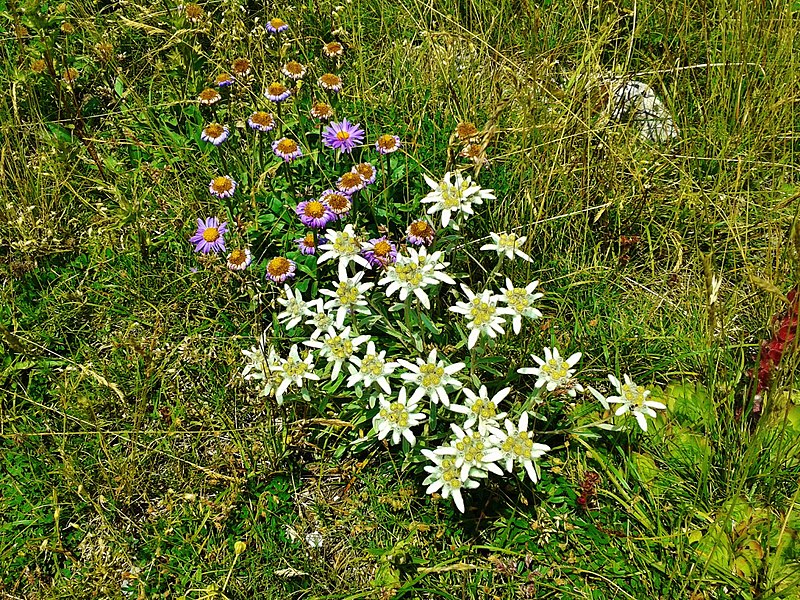 File:Val Maira, sentiero dei fiori (3).jpg