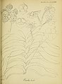 Vanda bicolor pt 3 plate 330 Icones plantarum asiaticarum (1851)
