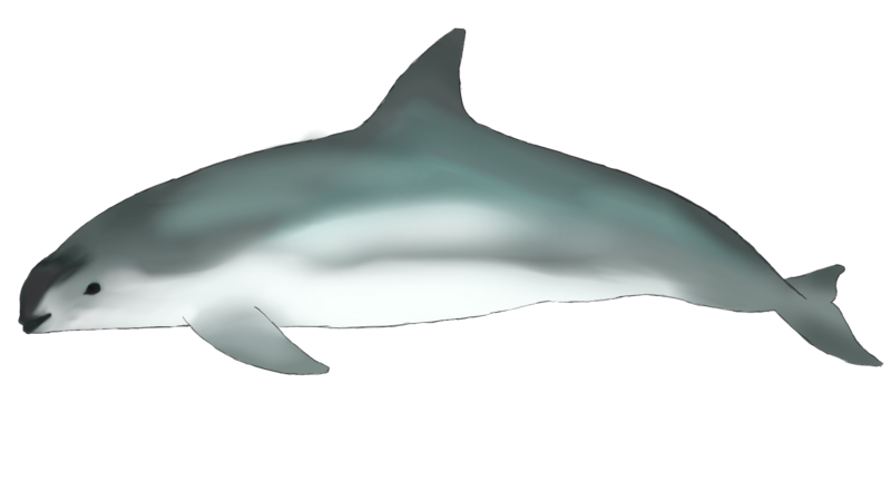 File:Vaquita swimming through the void. (Phocoena Sinus) 2.png