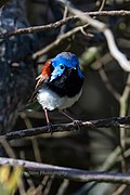 Variegated Wren.jpg