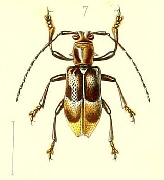<i>Velleda</i> (beetle) Genus of beetles
