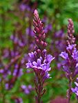 Verbena hastata 0003.JPG