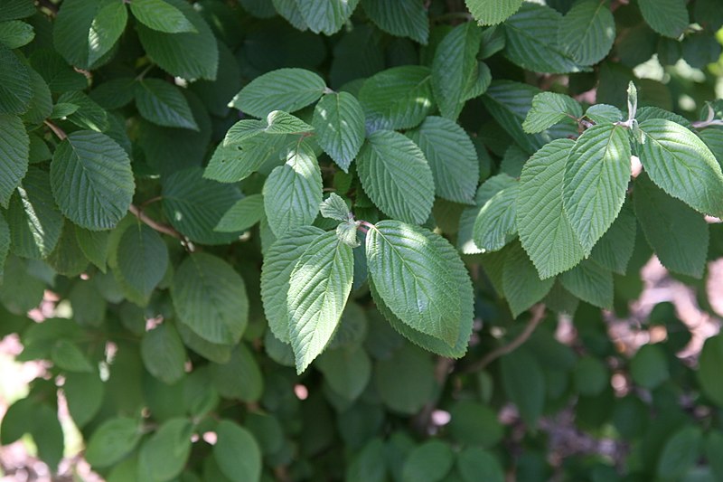 File:Viburnum plicatum f. tomentosum Pink Beauty 2zz.jpg