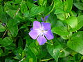 Vinca major