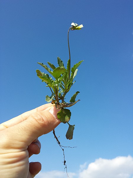 File:Viola arvensis subsp. arvensis sl2.jpg