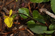 Viola sempervirens 1285.JPG 