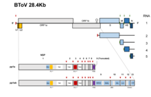 Genome organisation and gene expression of bovine torovirus (BToV) Viruses-13-00435-g002-A.png