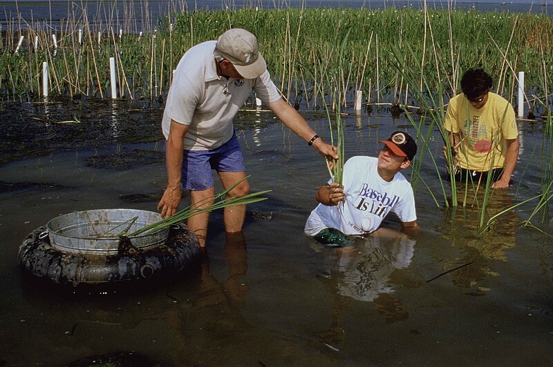 File:Volunteers work together on a habitat restoration project.jpg