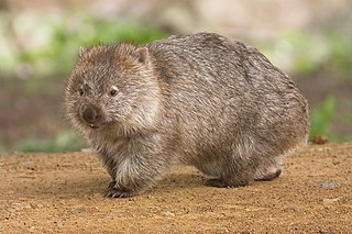 <span class="mw-page-title-main">Wombat</span> Short-legged, muscular quadrupedal marsupials native to Australia