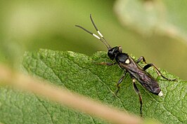 Vulgichneumon bimaculatus