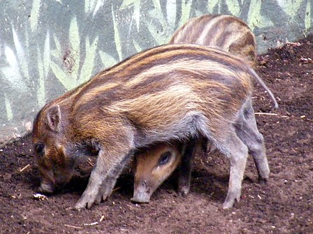 Visayan warty pig piglets, Sus cebifrons.