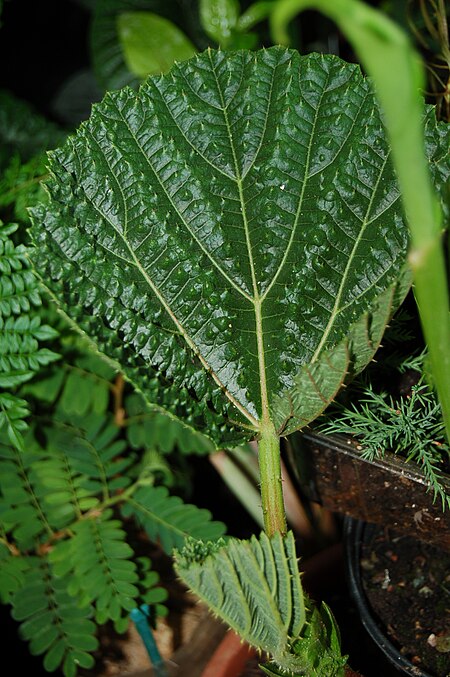 Tập_tin:Wercklea_ferox_young_leaf.JPG