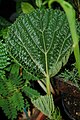 Wercklea ferox young leaf.JPG