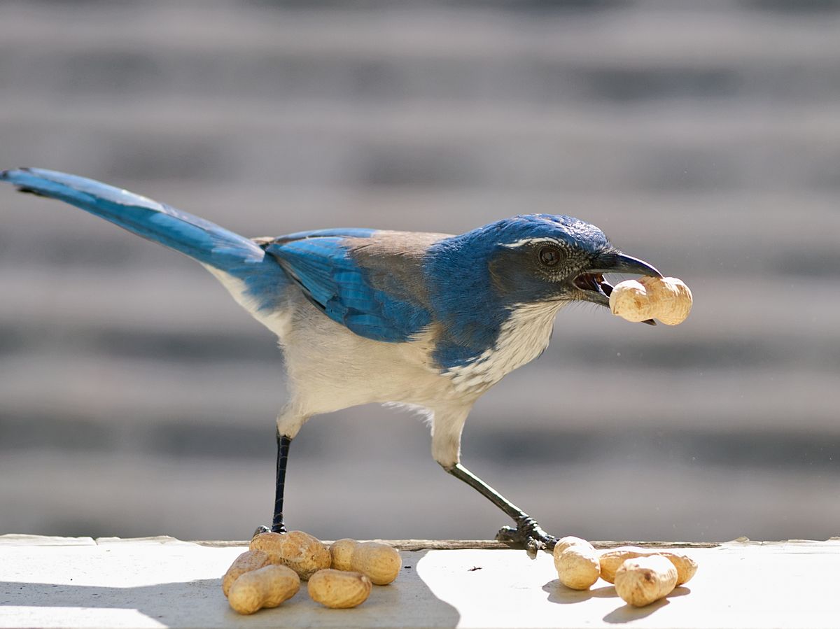 What animals eat peanuts?