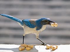 Western scrub jays cache food such as acorns and insects. Western Scrub Jay.jpg