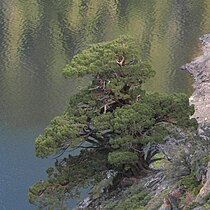 Sierra Juniper above Agnew Lake