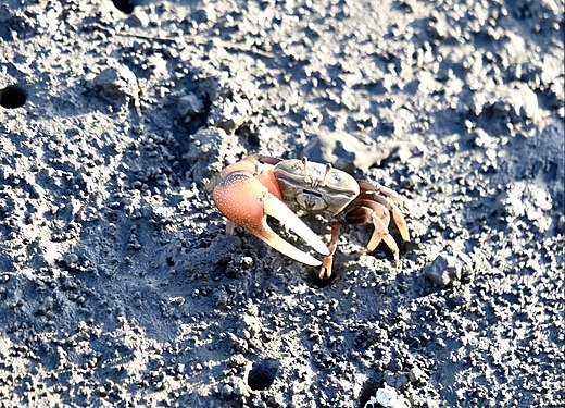 bright orange-colour crab in the mud along the boardwalk at Gaomei Wetlands