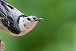 Thumbnail for File:White-Breasted Nuthatch Holding Peanut or Something.jpg