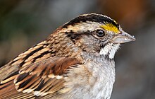 Close-up of a white-throated sparrow head, with bright white throat and yellow lore White-throated sparrow in CP close up (02081).jpg