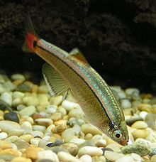 T. albonubes White Cloud Mountain Minnow 2.jpg