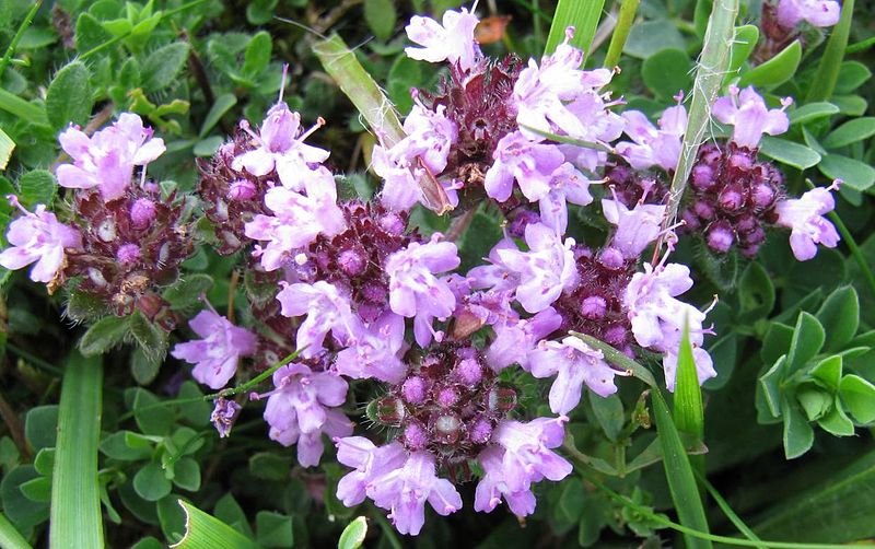 File:Wild Thyme 1.jpg