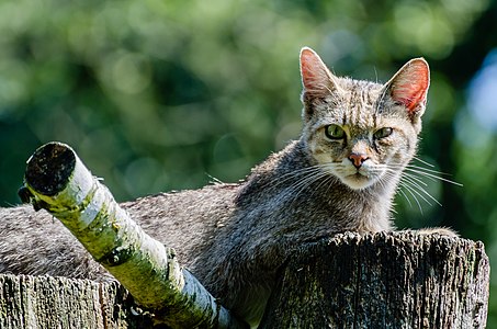 European Wildcat (Felis silvestris silvestris)