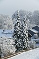 * Nomination Winter in Zell - trees at the bottom of the Wehnerwiese seen from Zeller Straße --Kritzolina 07:42, 15 January 2024 (UTC) * Promotion  Support Good quality. --Aristeas 08:47, 15 January 2024 (UTC)