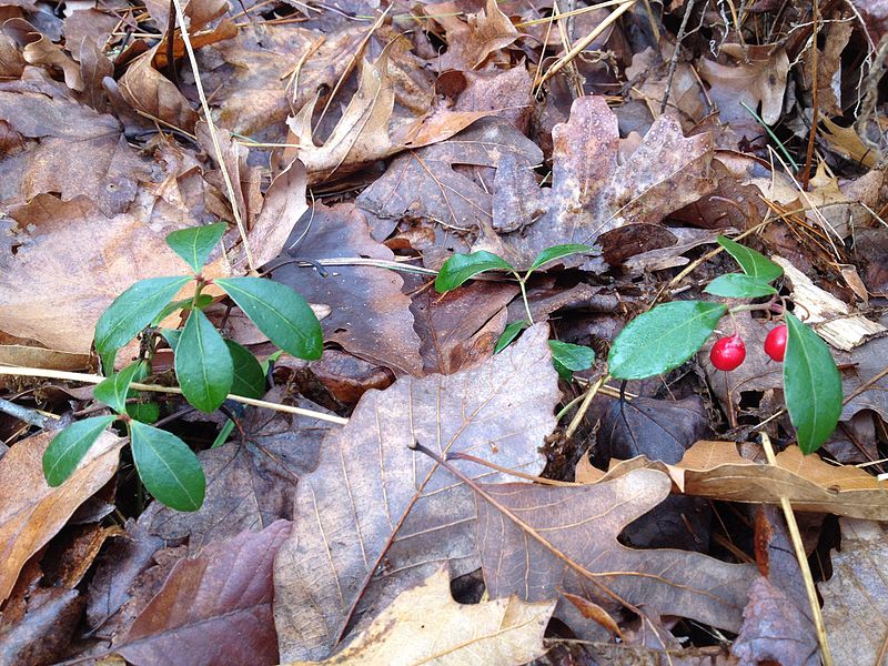 File:Wintergreenleavesandberries.jpg