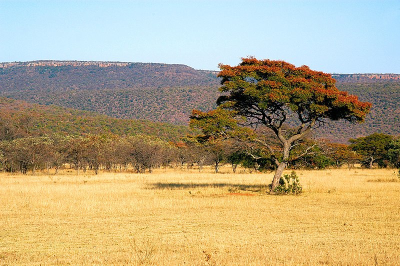 File:Witwater - panoramio.jpg